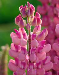 Lupinus polyphyllus