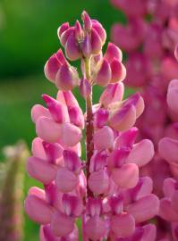 Fotografia da espécie Lupinus polyphyllus