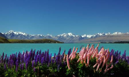 Fotografia da espécie Lupinus polyphyllus