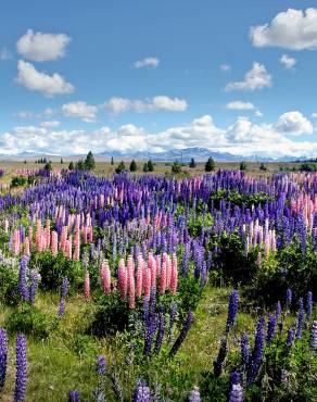 Fotografia 5 da espécie Lupinus polyphyllus no Jardim Botânico UTAD