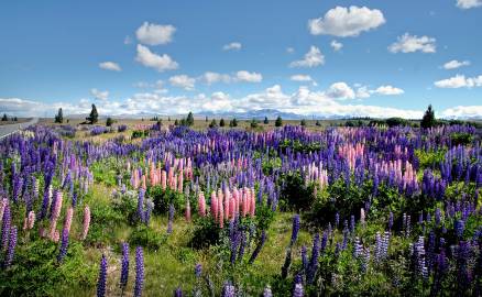 Fotografia da espécie Lupinus polyphyllus