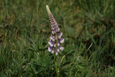 Fotografia da espécie Lupinus polyphyllus