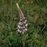 Fotografia 6 da espécie Lupinus polyphyllus do Jardim Botânico UTAD