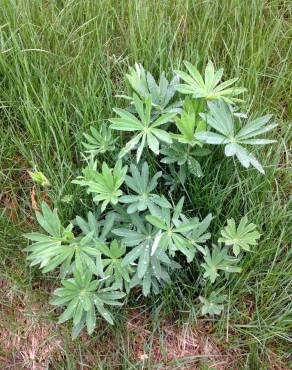 Fotografia 7 da espécie Lupinus polyphyllus no Jardim Botânico UTAD