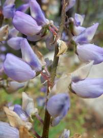 Fotografia da espécie Lupinus polyphyllus