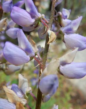 Fotografia 9 da espécie Lupinus polyphyllus no Jardim Botânico UTAD