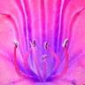 Fotografia 20 da espécie Echium plantagineum do Jardim Botânico UTAD