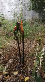 Fotografia da espécie Arum cylindraceum