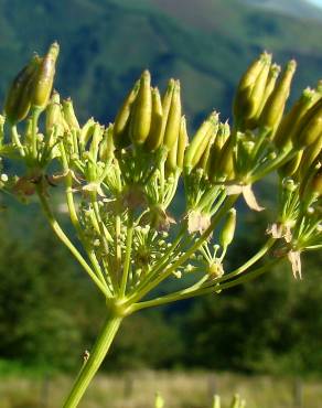 Fotografia 12 da espécie Anthriscus sylvestris no Jardim Botânico UTAD