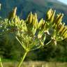 Fotografia 12 da espécie Anthriscus sylvestris do Jardim Botânico UTAD