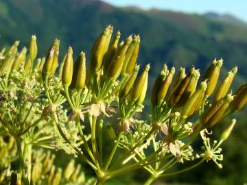 Fotografia da espécie Anthriscus sylvestris