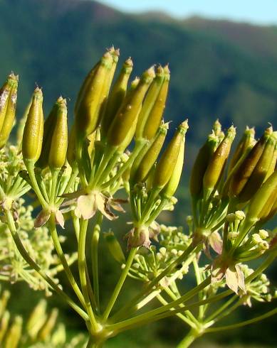 Fotografia de capa Anthriscus sylvestris - do Jardim Botânico