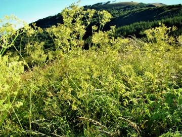 Fotografia da espécie Anthriscus sylvestris