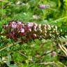 Fotografia 9 da espécie Erica vagans do Jardim Botânico UTAD