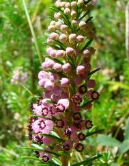 Erica vagans