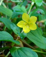 Fotografia da espécie Lysimachia nemorum