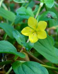 Lysimachia nemorum