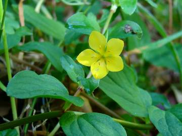 Fotografia da espécie Lysimachia nemorum