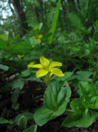 Fotografia da espécie Lysimachia nemorum