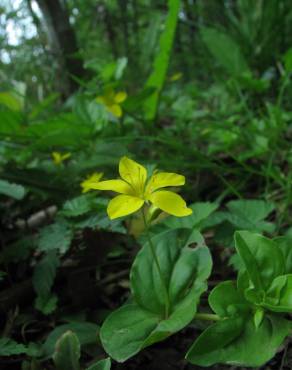 Fotografia 11 da espécie Lysimachia nemorum no Jardim Botânico UTAD