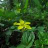 Fotografia 11 da espécie Lysimachia nemorum do Jardim Botânico UTAD