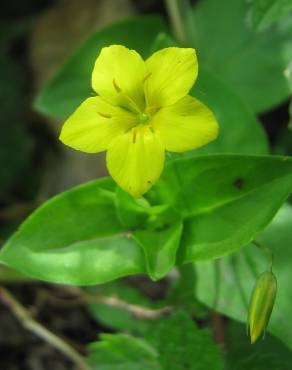 Fotografia 12 da espécie Lysimachia nemorum no Jardim Botânico UTAD