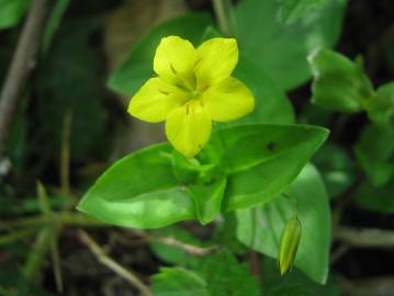 Fotografia da espécie Lysimachia nemorum