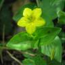 Fotografia 12 da espécie Lysimachia nemorum do Jardim Botânico UTAD