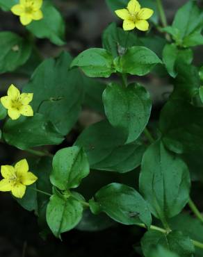 Fotografia 13 da espécie Lysimachia nemorum no Jardim Botânico UTAD