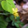 Fotografia 14 da espécie Lysimachia nemorum do Jardim Botânico UTAD