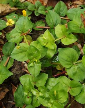 Fotografia 15 da espécie Lysimachia nemorum no Jardim Botânico UTAD