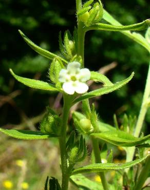 Fotografia 15 da espécie Lithospermum officinale no Jardim Botânico UTAD