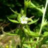 Fotografia 15 da espécie Lithospermum officinale do Jardim Botânico UTAD