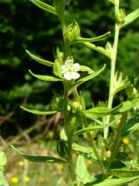 Fotografia da espécie Lithospermum officinale