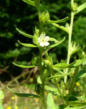 Fotografia 16 da espécie Lithospermum officinale no Jardim Botânico UTAD