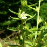 Fotografia 16 da espécie Lithospermum officinale do Jardim Botânico UTAD