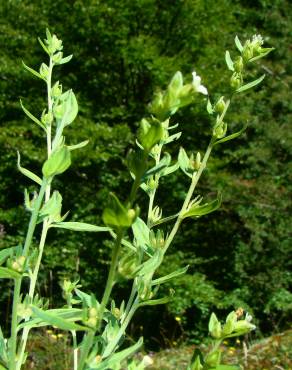 Fotografia 17 da espécie Lithospermum officinale no Jardim Botânico UTAD