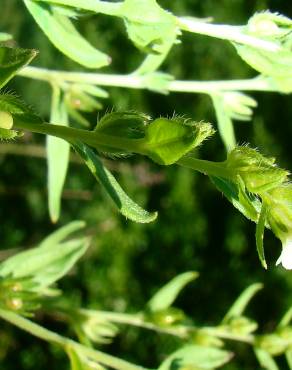 Fotografia 18 da espécie Lithospermum officinale no Jardim Botânico UTAD