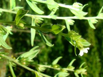 Fotografia da espécie Lithospermum officinale