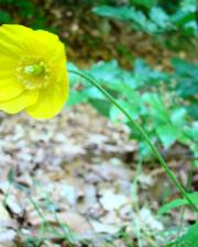 Fotografia da espécie Papaver cambricum