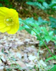 Papaver cambricum