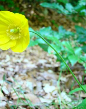 Fotografia 1 da espécie Papaver cambricum no Jardim Botânico UTAD