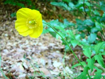 Fotografia da espécie Papaver cambricum