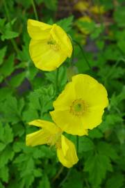 Fotografia da espécie Papaver cambricum