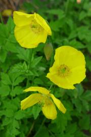 Fotografia da espécie Papaver cambricum