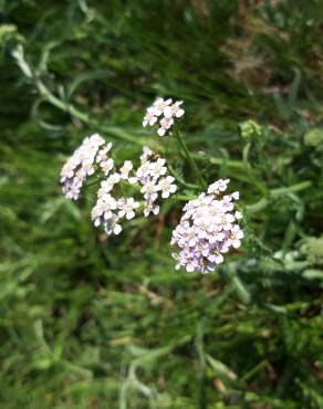 Fotografia 10 da espécie Achillea millefolium subesp. millefolium no Jardim Botânico UTAD