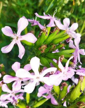 Fotografia 17 da espécie Saponaria officinalis no Jardim Botânico UTAD