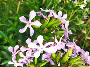 Fotografia da espécie Saponaria officinalis