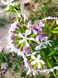 Fotografia da espécie Saponaria officinalis