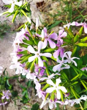 Fotografia 18 da espécie Saponaria officinalis no Jardim Botânico UTAD